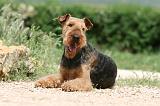 AIREDALE TERRIER 307